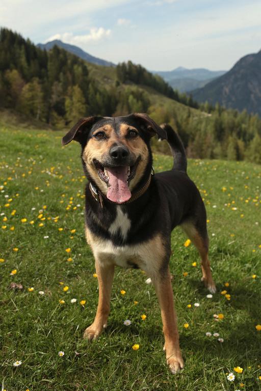 Hutmann Apartman Kirchdorf in Tirol Kültér fotó